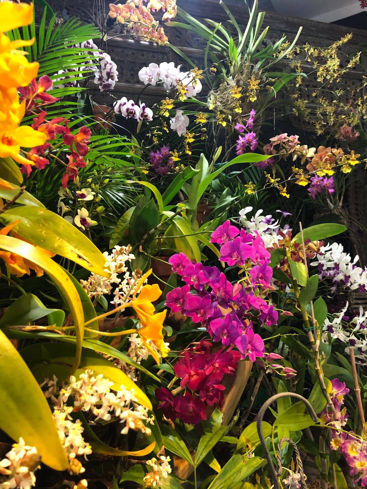 Botanic Garden Orchid Show and Sale is back Cayman Marl Road