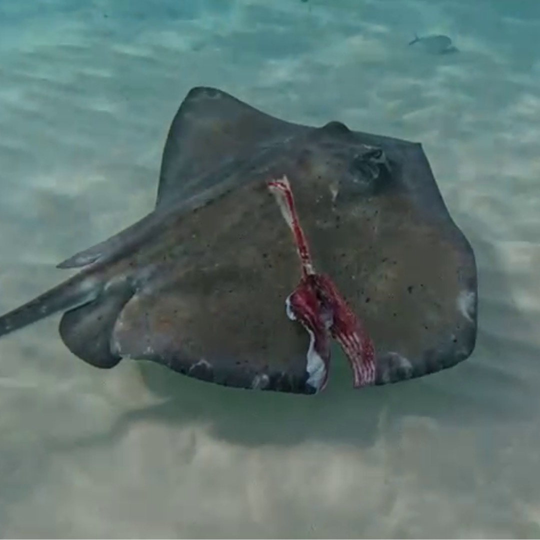 Avoid Stingray Injuries: Puncture-Resistant Materials, Magnets & Behavior