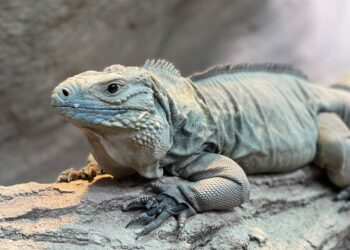 Cayman Blue Iguana in US Zoo carrying eggs